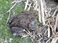 Bufo bufo
