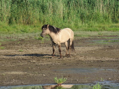 Equus caballus