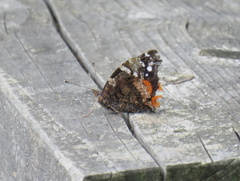 Vanessa atalanta