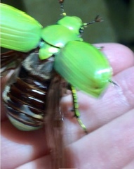 Chrysina psittacina