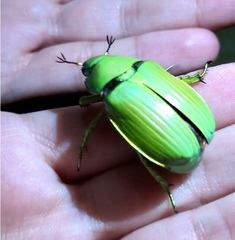 Chrysina psittacina