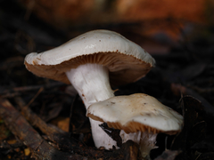 Cortinarius austroalbidus