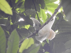 Cacatua ducorpsii