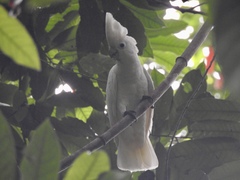 Cacatua ducorpsii