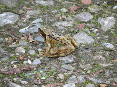 Rana temporaria