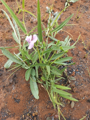 Image of Sphenostylis angustifolia by (c) Kenneth Oberlander, some rights reserved (CC BY)