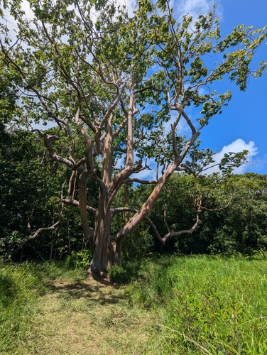 Image of Eucalyptus deglupta by (c) Rosie Steinberg, some rights reserved (CC BY)