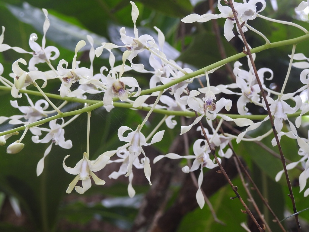 Dendrobium gouldii Rchb.f.
