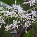 Dendrobium gouldii - Photo (c) devonderaad, algunos derechos reservados (CC BY-NC), subido por devonderaad