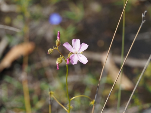 Drosera neesii (Drosera neesii)