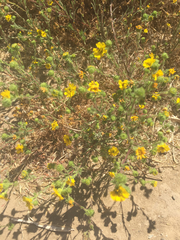 Deinandra corymbosa