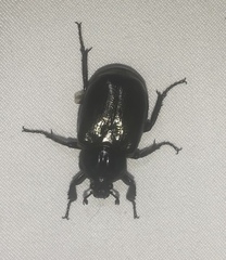 Osmoderma eremicola