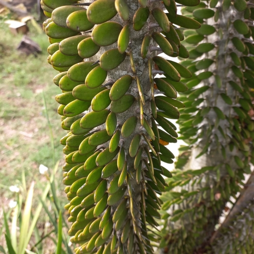 Madagascar Ocotillo