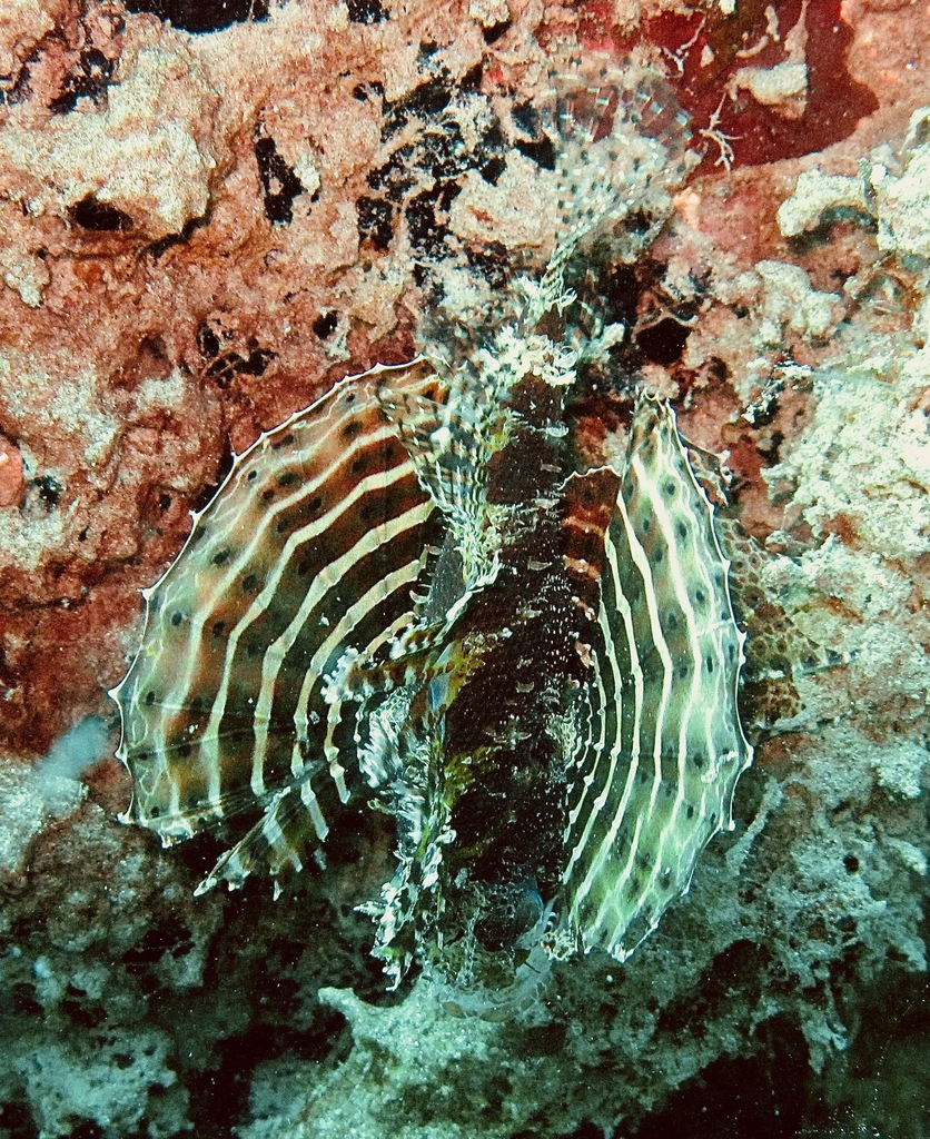Neochirus brachyptera