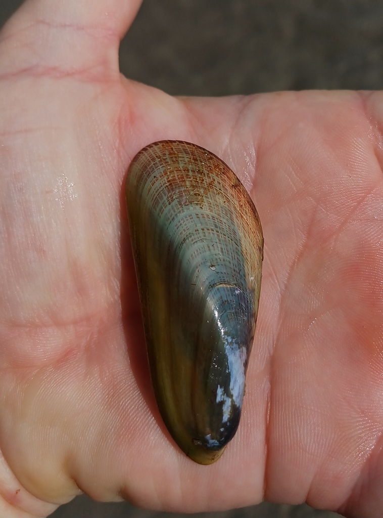 Estuarine Mussel