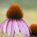 Echinacea purpurea - Photo (c) Virginia (Ginny) Sanderson, μερικά δικαιώματα διατηρούνται (CC BY-NC-ND)