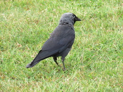 Corvus monedula