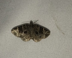 Gandaritis atricolorata