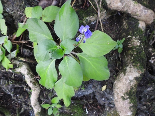 Boea magellanica