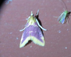Pyrausta pythialis