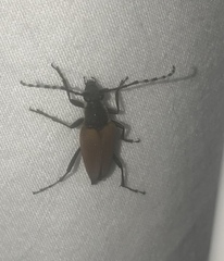 Brachyleptura