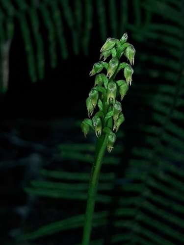 Image of Orquídea Midge Verde (Genoplesium pumilum) by (c) naturewatchwidow, some rights reserved (CC BY)