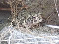 Anaxyrus californicus