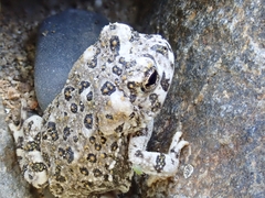 Anaxyrus californicus