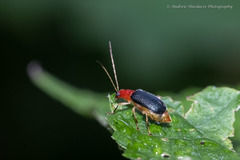 Trichobalya bowringii