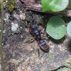 Pseudoneoponera rufipes