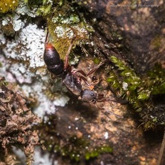 Pseudoneoponera rufipes