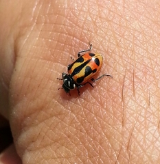 Hippodamia sinuata crotchi