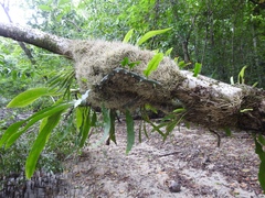 Lecanopteris sinuosa