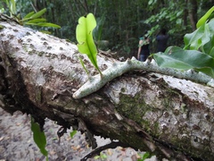 Lecanopteris sinuosa