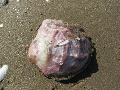 Ostreoidea