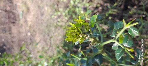 Image of Lemonthorn Cassinopsis (Cassinopsis ilicifolia) by no rights reserved