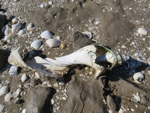 Adelomelon beckii