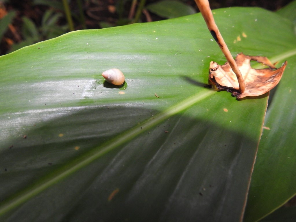 Solomon Islands Partula