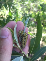 Hemileuca nevadensis
