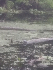 Chrysemys picta picta