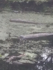 Chrysemys picta picta