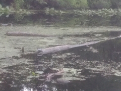 Chrysemys picta picta