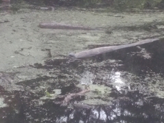 Chrysemys picta picta