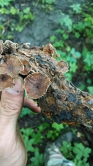 Collybiopsis dichroa