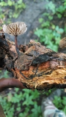 Collybiopsis dichroa