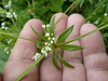River Bedstraw - Photo (c) Serge M. Appolonov, some rights reserved (CC BY-NC), uploaded by Serge M. Appolonov