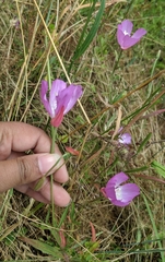 Clarkia lewisii