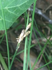 Carex bromoides