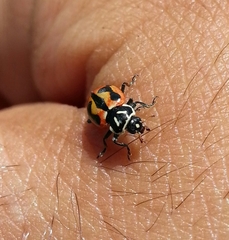 Hippodamia sinuata crotchi