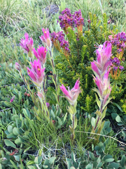 Castilleja lemmonii